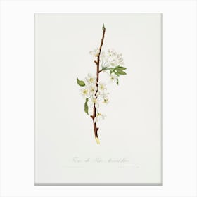 Musky Pear Flower (Pyrus × Bretschneideri) From Pomona Italiana (1817 1839), Giorgio Gallesio Canvas Print