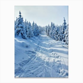 Snowy Path In The Forest Canvas Print