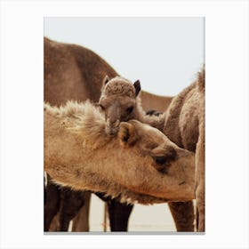 Mom and Baby 2 - Al Wathba Abu Dhabi UAE camel photo print - moody animal photography Art Print Canvas Print