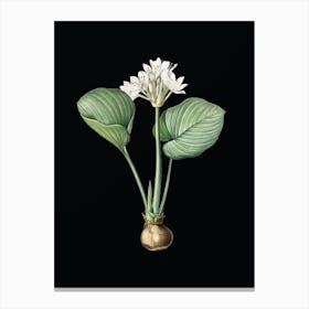 Vintage Cardwell Lily Botanical Illustration on Solid Black n.0253 Canvas Print