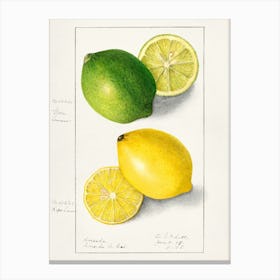 Lemons And Limes Canvas Print