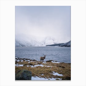 Lone Stag On The Banks Of A Scottish Loch Canvas Print
