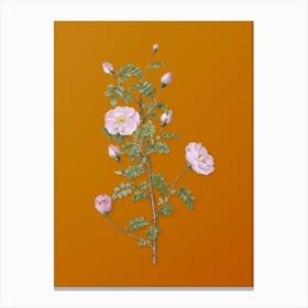 Vintage Pink Scotch Briar Rose Botanical on Sunset Orange Canvas Print