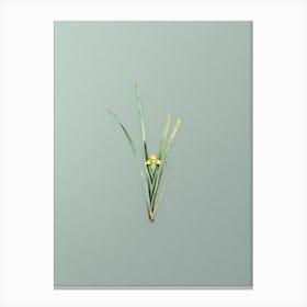 Vintage Yellow Iris Botanical Art on Mint Green n.0054 Canvas Print
