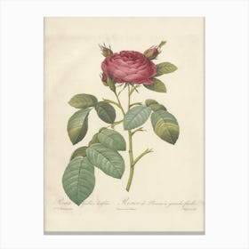 Rose Illustration, Pierre Joseph Redoute (26) Canvas Print