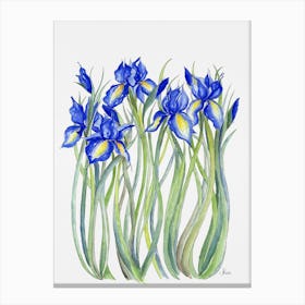 Blue Iris Canvas Print