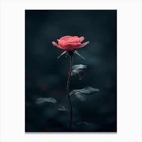 Single Rose 4 Canvas Print