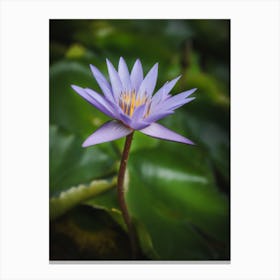 Water Lily 5 Canvas Print