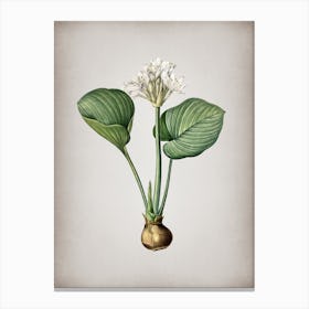 Vintage Cardwell Lily Botanical on Parchment n.0958 Canvas Print