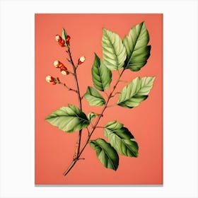 Sassafras 2 Canvas Print