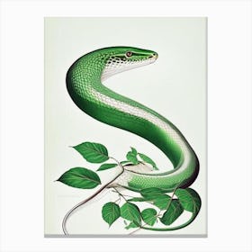 Smooth Green Snake Vintage Canvas Print
