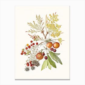 Hawthorn Spices And Herbs Pencil Illustration 1 Canvas Print