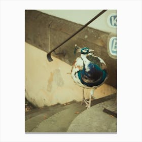 Peacock On The Steps Canvas Print
