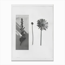 Gerbera Flower Photo Collage 2 Canvas Print