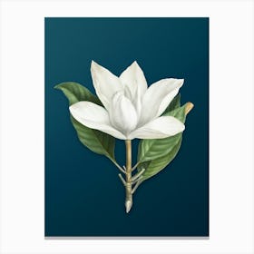 Vintage White Southern Magnolia Botanical Art on Teal Blue n.0787 Canvas Print