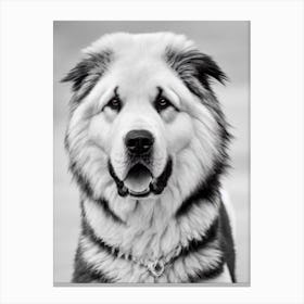Tibetan Mastiff B&W Pencil dog Canvas Print