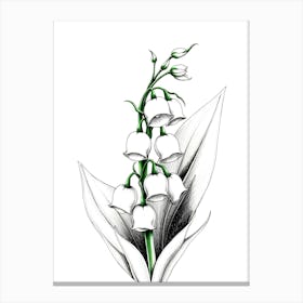 Lily Of The Valley 18 Canvas Print