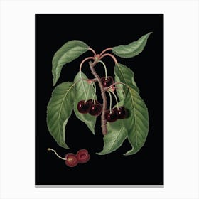 Vintage Hard Fleshed Cherry Botanical Illustration on Solid Black Canvas Print