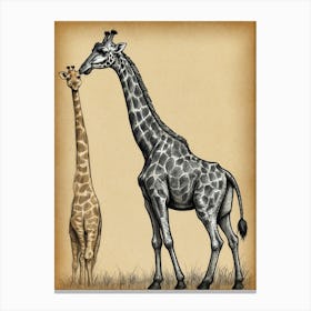 Giraffes 1 Canvas Print