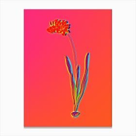 Neon Ixia Filiformis Botanical in Hot Pink and Electric Blue n.0032 Canvas Print