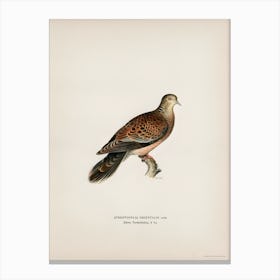 Oriental Turtle Dove, The Von Wright Brothers Canvas Print