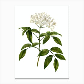 Vintage Elderberry Flowering Plant Botanical Illustration on Pure White n.0352 Canvas Print