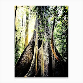 Brazil, Amazon Region, Biggest Tree Of Amazon Canvas Print