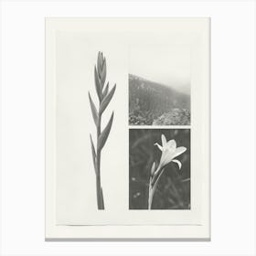 Gladiolus Flower Photo Collage 2 Canvas Print