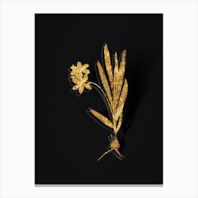 Vintage Gladiolus Plicatus Botanical in Gold on Black n.0288 Canvas Print