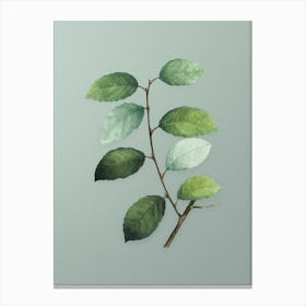 Vintage Eared Willow Botanical Art on Mint Green n.0612 Canvas Print