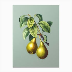 Vintage Pear Botanical Art on Mint Green n.0376 Canvas Print