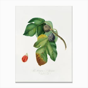 Fig (Ficus Carica Sativa) From Pomona Italiana (1817 - 1839), Giorgio Gallesio 1 Canvas Print