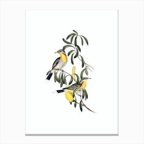 Vintage Spiny Cheeked Honeyeater Bird Illustration on Pure White n.0044 Canvas Print