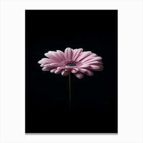 Pink Gerbera Flower Canvas Print