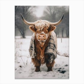 scotish cattle in the snow Canvas Print