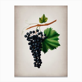 Vintage Berzemina Grape Botanical on Parchment n.0710 Canvas Print