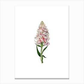 Vintage Leafy Spiked Orchis Flower Botanical Illustration on Pure White n.0831 Canvas Print