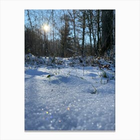 Snow In The Woods Canvas Print