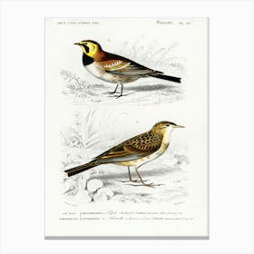 Different Types Of Birds, Charles Dessalines D'Orbigny 6 Canvas Print