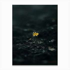 Single Flower In The Dark 95 Canvas Print