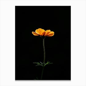 Single Orange Flower On Black Background 12 Canvas Print