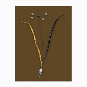 Vintage Allium Scorzonera Folium Black and White Gold Leaf Floral Art on Coffee Brown n.1144 Canvas Print