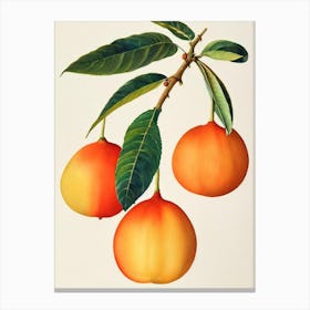 Loquat Watercolour Fruit Painting Fruit Canvas Print