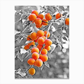 Apricots in the tree Canvas Print