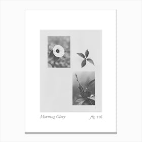 Morning Glory Botanical Collage 2 Canvas Print