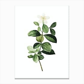 Vintage Gardenia Botanical Illustration on Pure White n.0844 Canvas Print