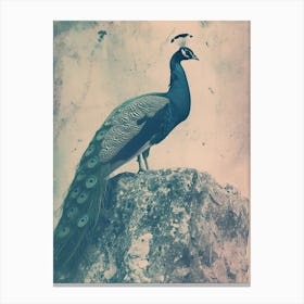 Vintage Turquoise Peacock On A Rock Photography Style 3 Canvas Print