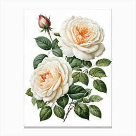 Vintage Galleria Style Rose Art Painting 31 Canvas Print