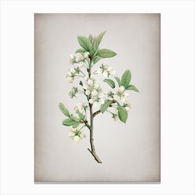 Vintage White Plum Flower Botanical on Parchment n.0476 Canvas Print