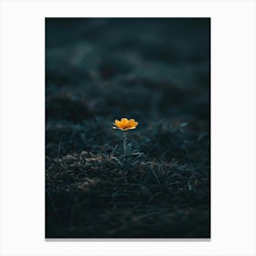 Single Yellow Flower 41 Canvas Print